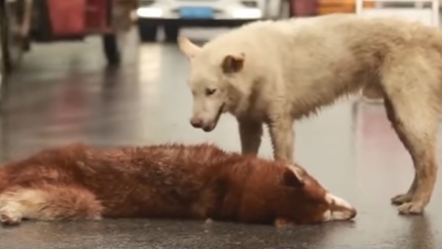 El perro, conmocionado por la p&eacute;rdida de su amigo