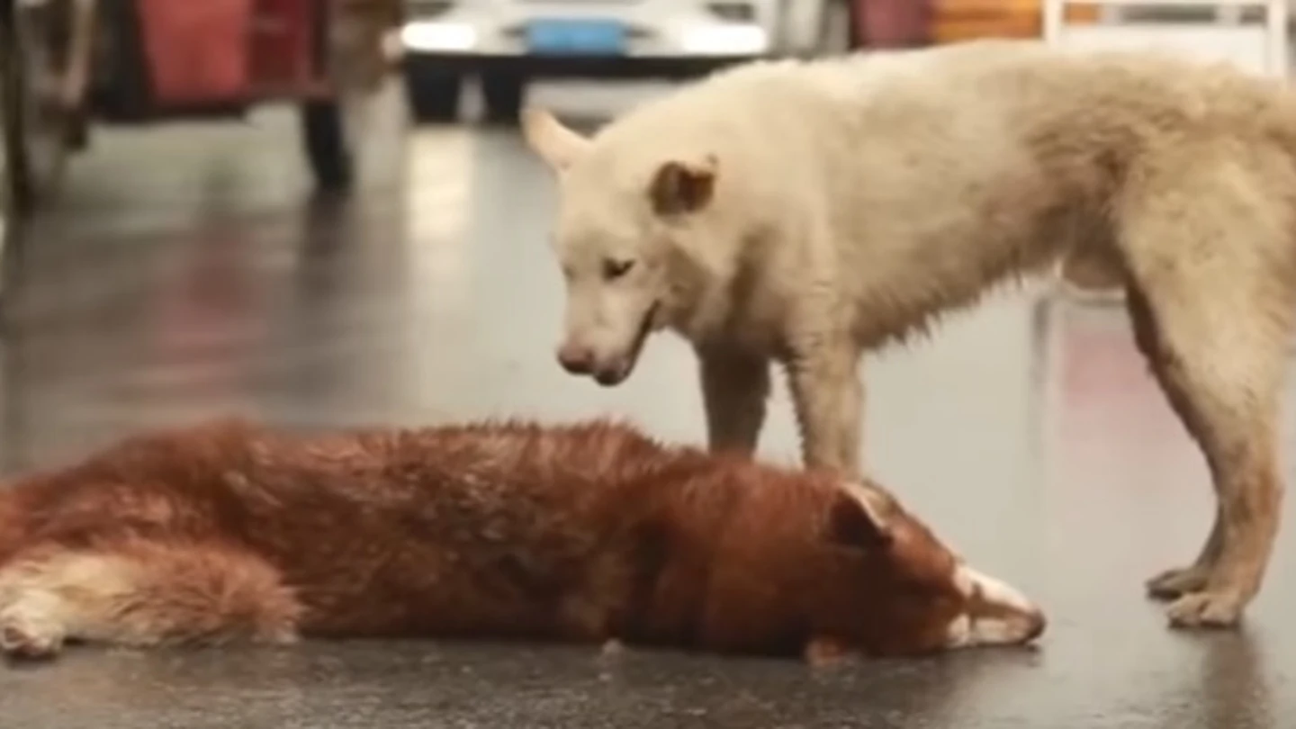 El perro, conmocionado por la pérdida de su amigo El perro, conmocionado por la pérdida de su amigo