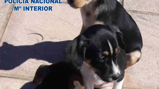 Cachorros abandonados Cachorros abandonados
