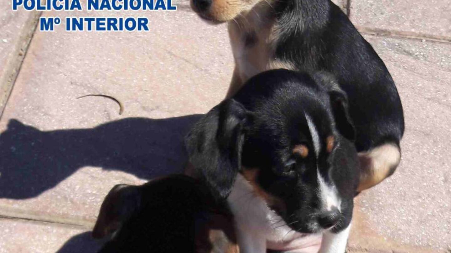 Cachorros abandonados
