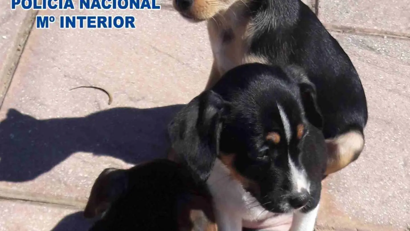 Cachorros abandonados Cachorros abandonados