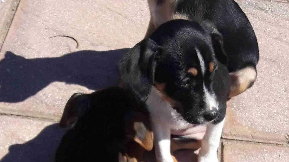 Cachorros abandonados