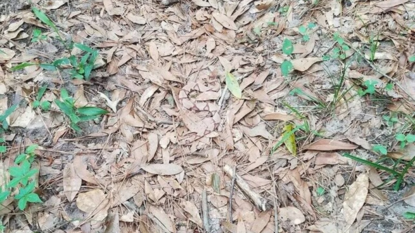 Serpiente escondida Serpiente escondida