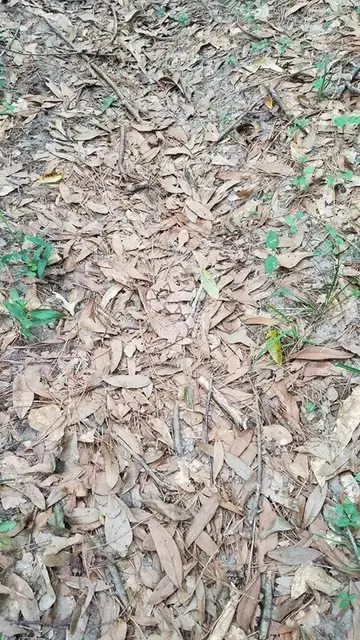 Serpiente escondida Serpiente escondida