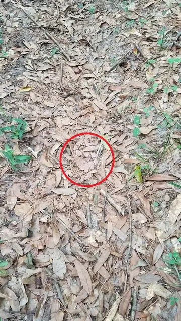 Solución serpiente escondida Solución serpiente escondida