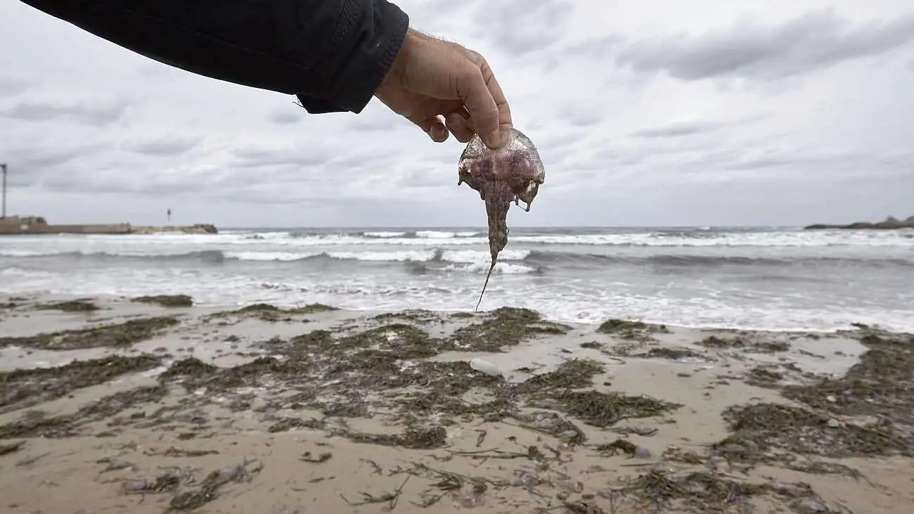 Medusas encontradas en las playas de Jávea