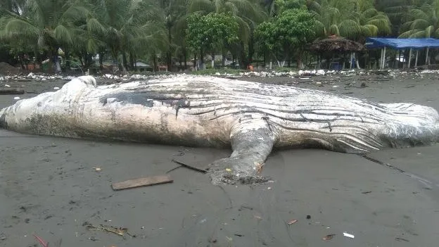 La ballena varada