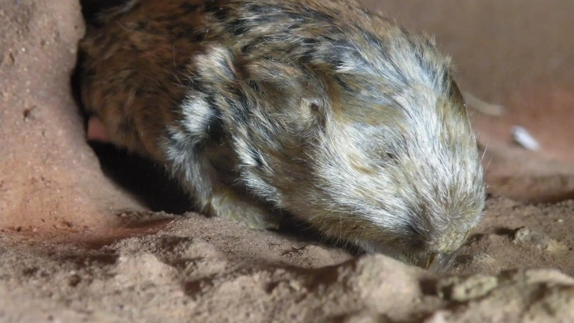 Dos nuevas especies se unen a la familia de los ratopines africanos