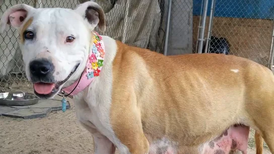 Una perra escapa todos los días de sus rescatistas y va a un lugar donde esconde un gran secreto Una perra escapa todos los días de sus rescatistas y va a un lugar donde esconde un gran secreto