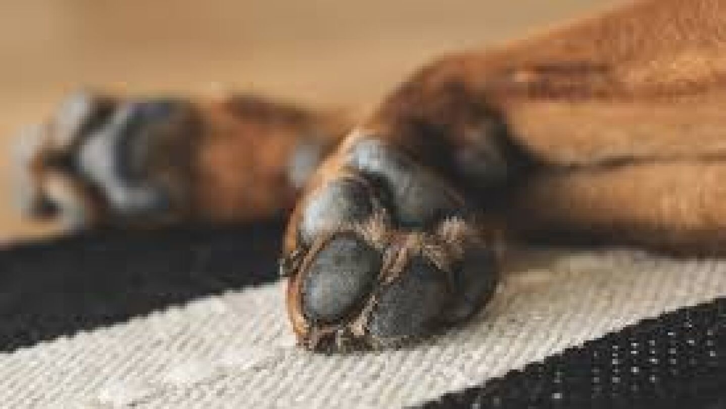 Pata de perro