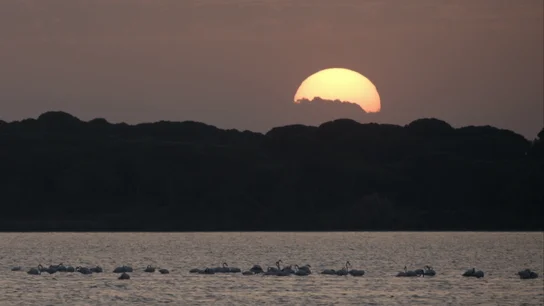 Doñana Doñana