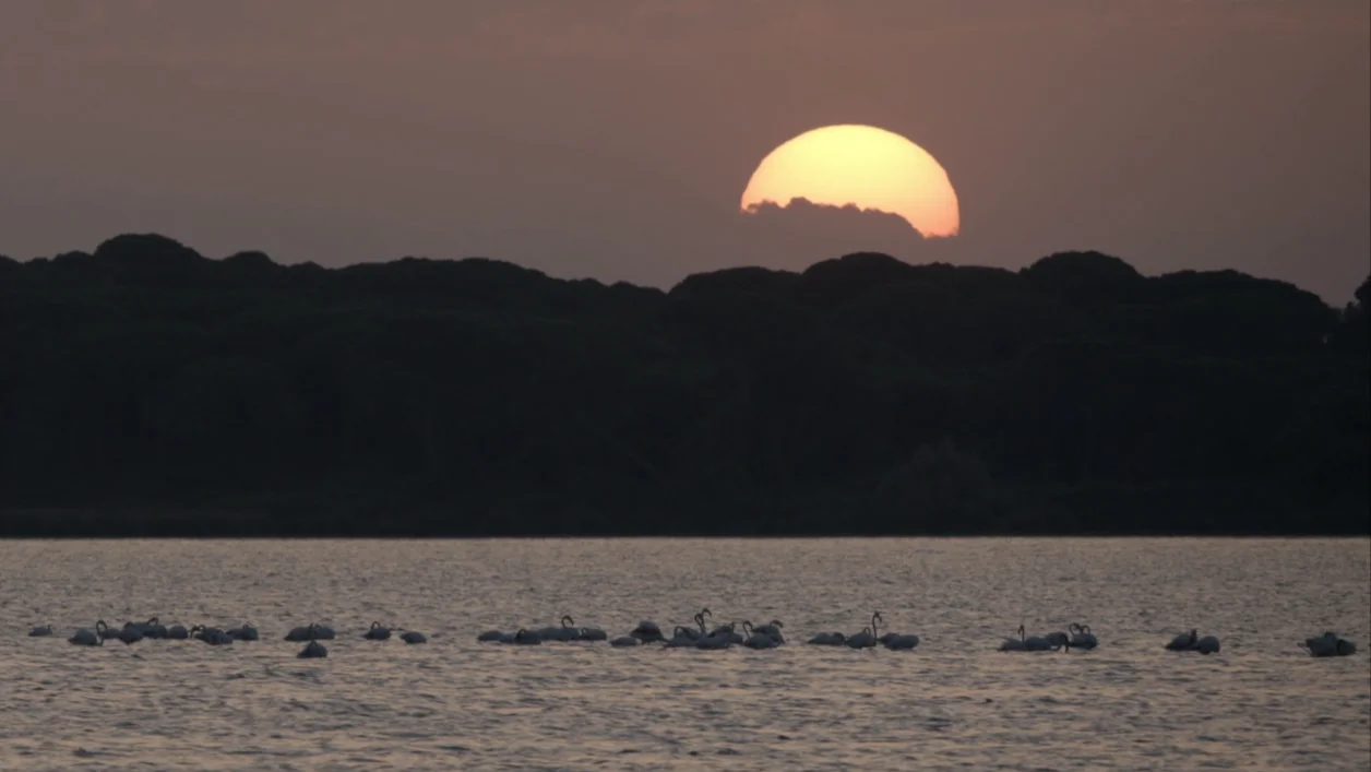 Doñana