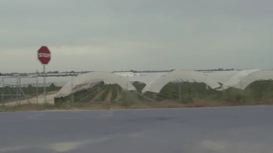 Campos de fresas en Doñana Campos de fresas en Doñana