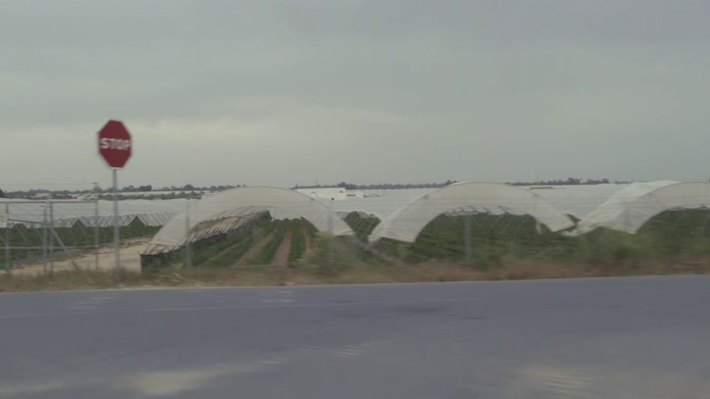 Campos de fresas en Do&ntilde;ana