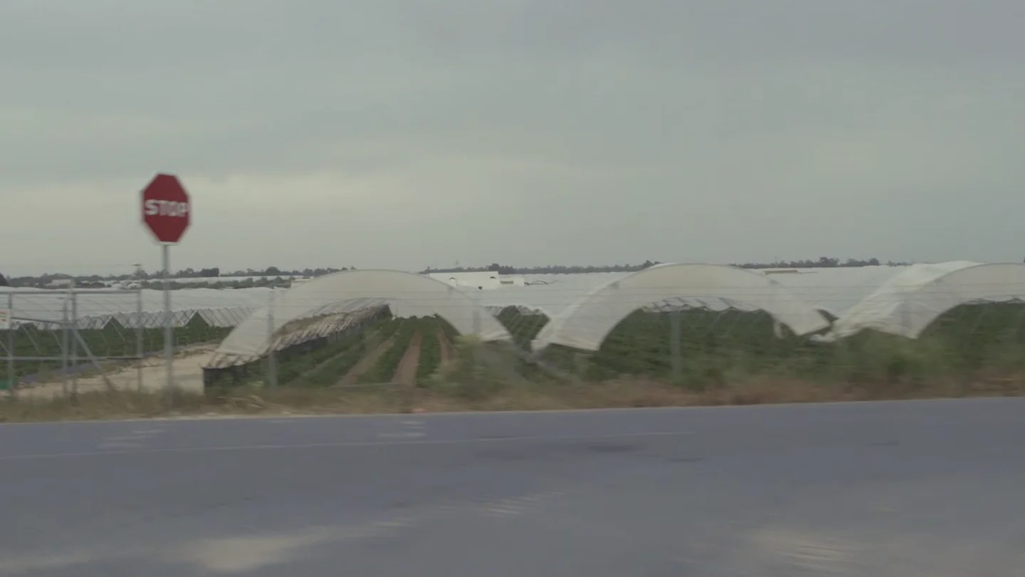 Campos de fresas en Doñana Campos de fresas en Doñana