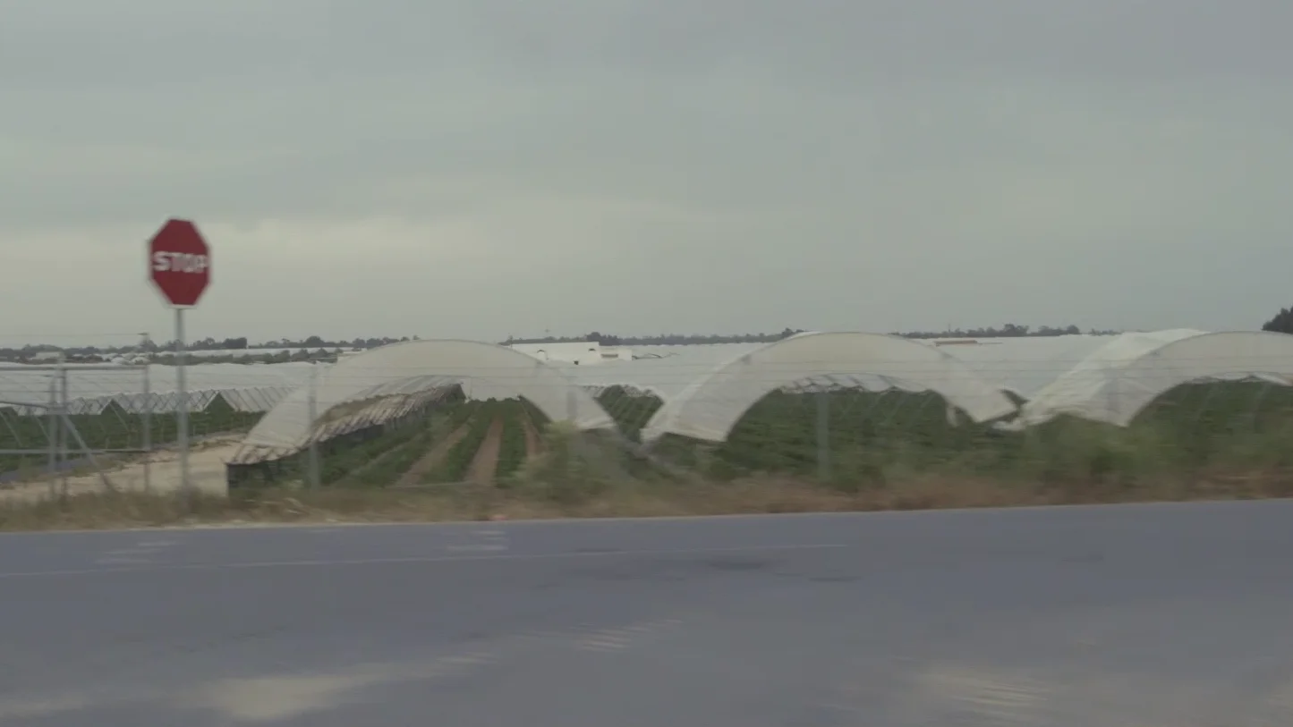 Campos de fresas en Doñana