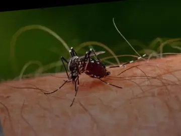 Frame 6.760645 de: 5 razones por las que podrías estar atrayendo a los mosquitos Frame 6.760645 de: 5 razones por las que podrías estar atrayendo a los mosquitos