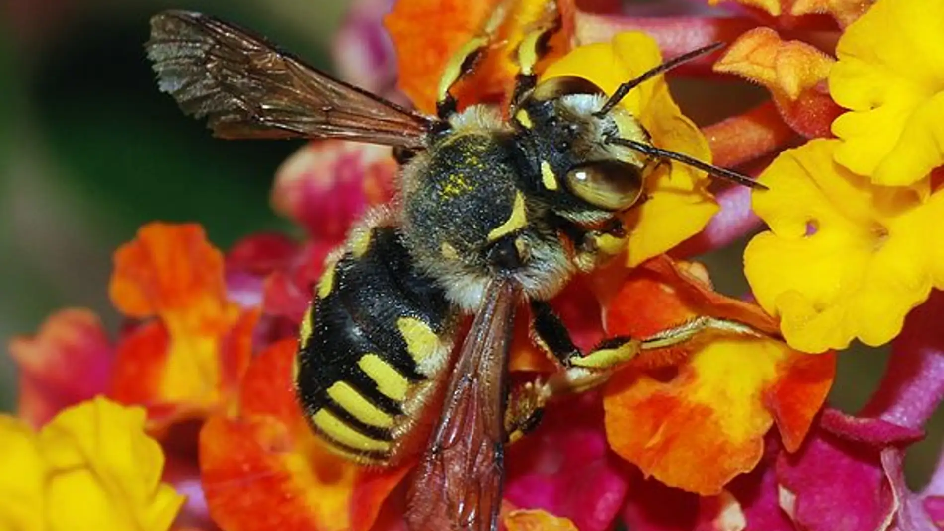 El mutualismo favorece la biodiversidad cuando la competencia directa es debil