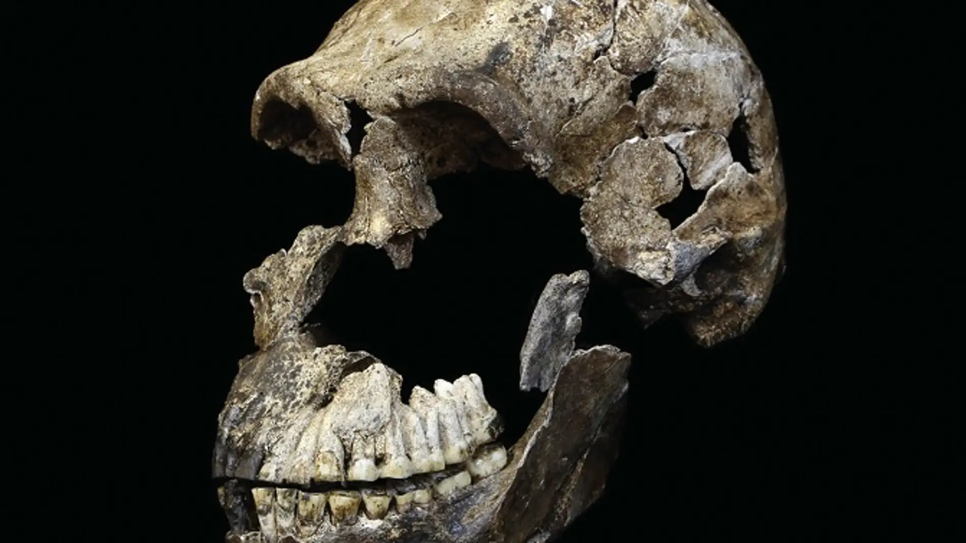 El Homo naledi era mas joven de lo que se pensaba