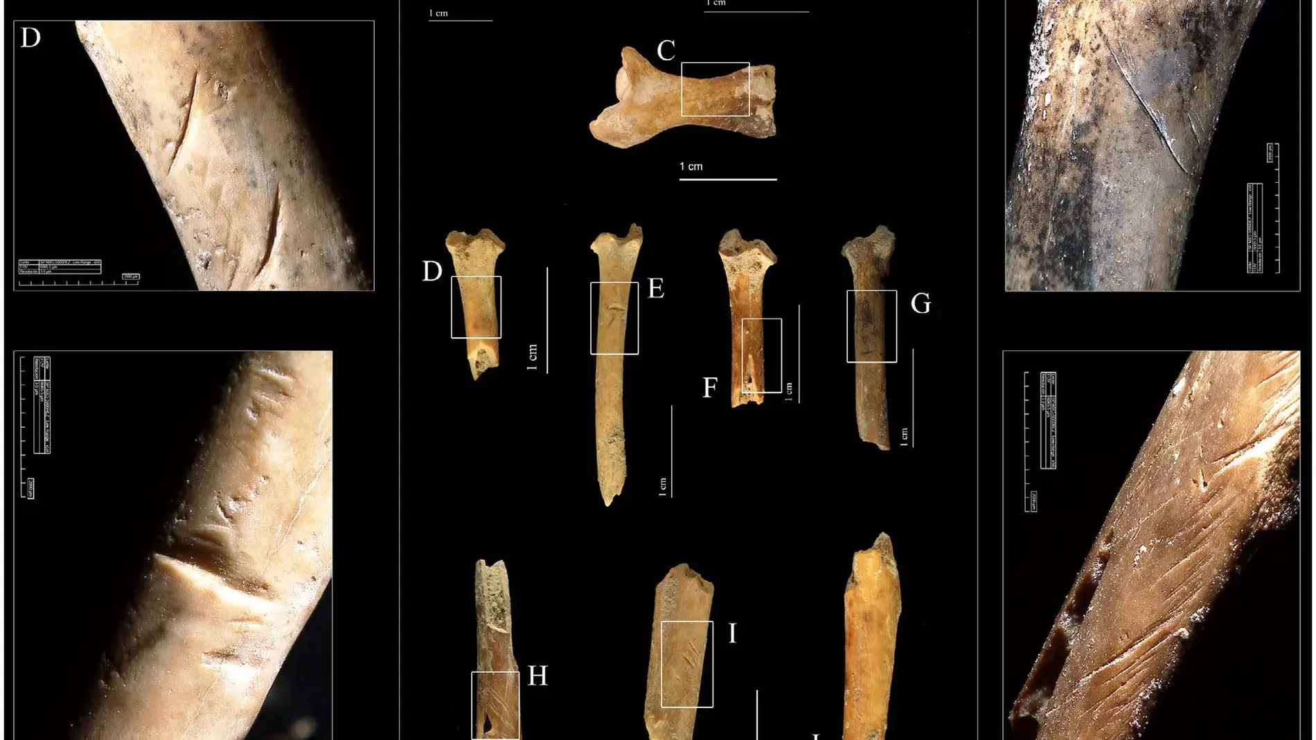 La desaparicion de la megafauna reoriento la dieta hacia presas mas pequenas