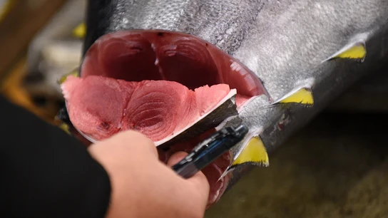 Un mayorista inspecciona atún fresco (Archivo) Un mayorista inspecciona atún fresco