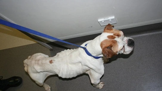 Imagen de la situación en la que se encontraba el perro Imagen de la situación en la que se encontraba el perro