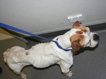 Imagen de la situación en la que se encontraba el perro Imagen de la situación en la que se encontraba el perro