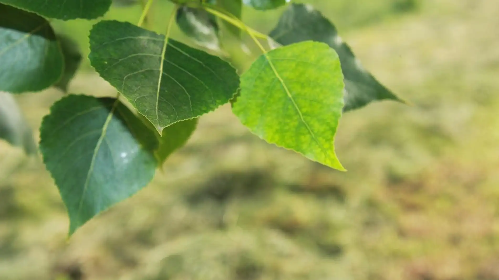 Una ecuacion ayuda a explicar la adaptacion de las plantas al cambio climatico