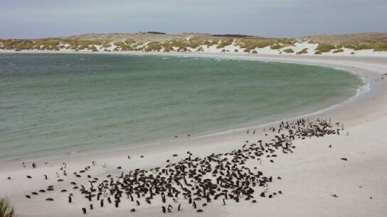 Ping&uuml;inos bah&iacute;a de Yorke