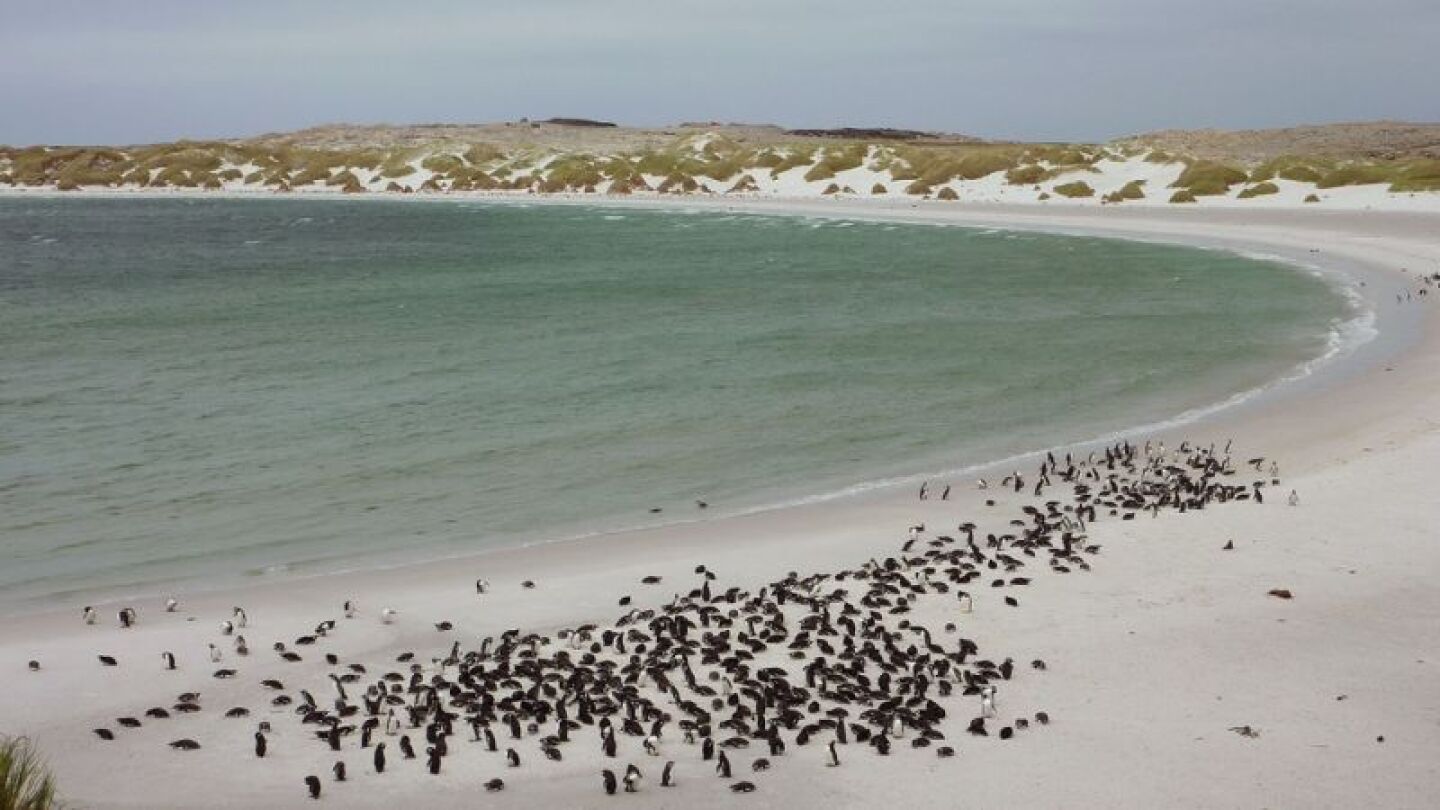 Ping&uuml;inos bah&iacute;a de Yorke