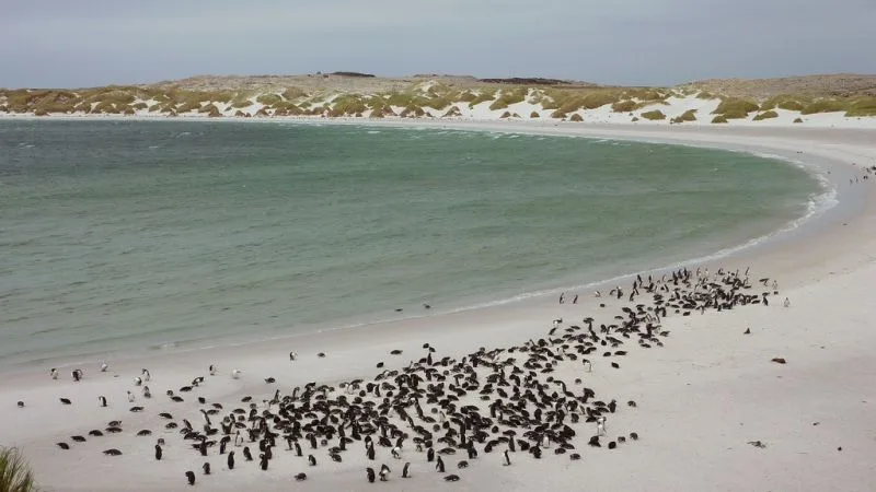 Pingüinos bahía de Yorke