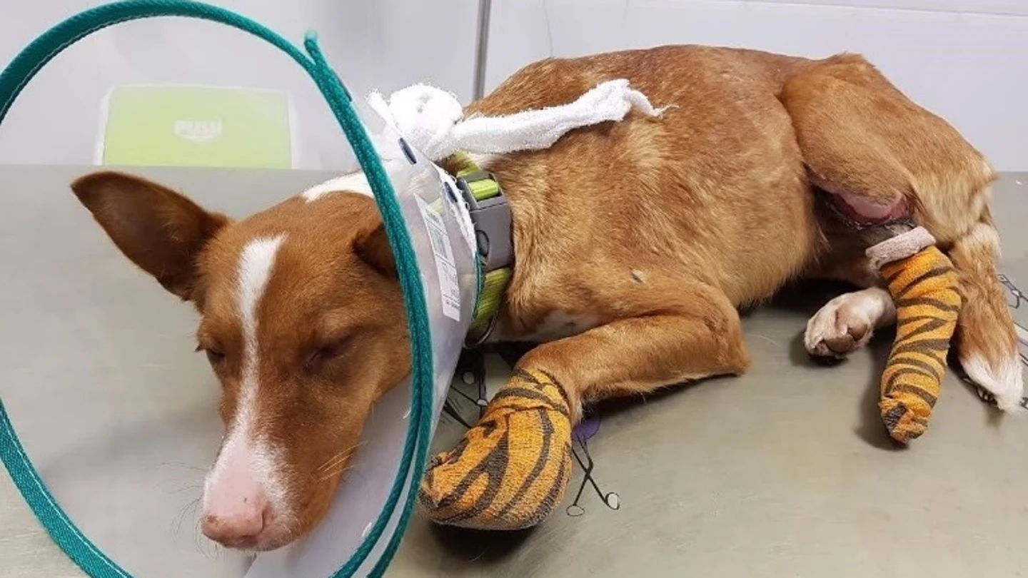 Rescatan a una podenca a la que ha habido que amputar las dos patas Rescatan a una podenca a la que ha habido que amputar las dos patas