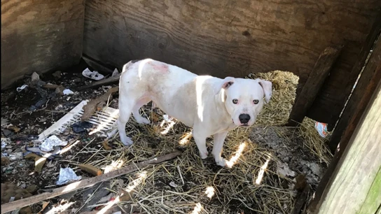 Treya y su pata mordida para intentar liberarse Treya y su pata mordida para intentar liberarse