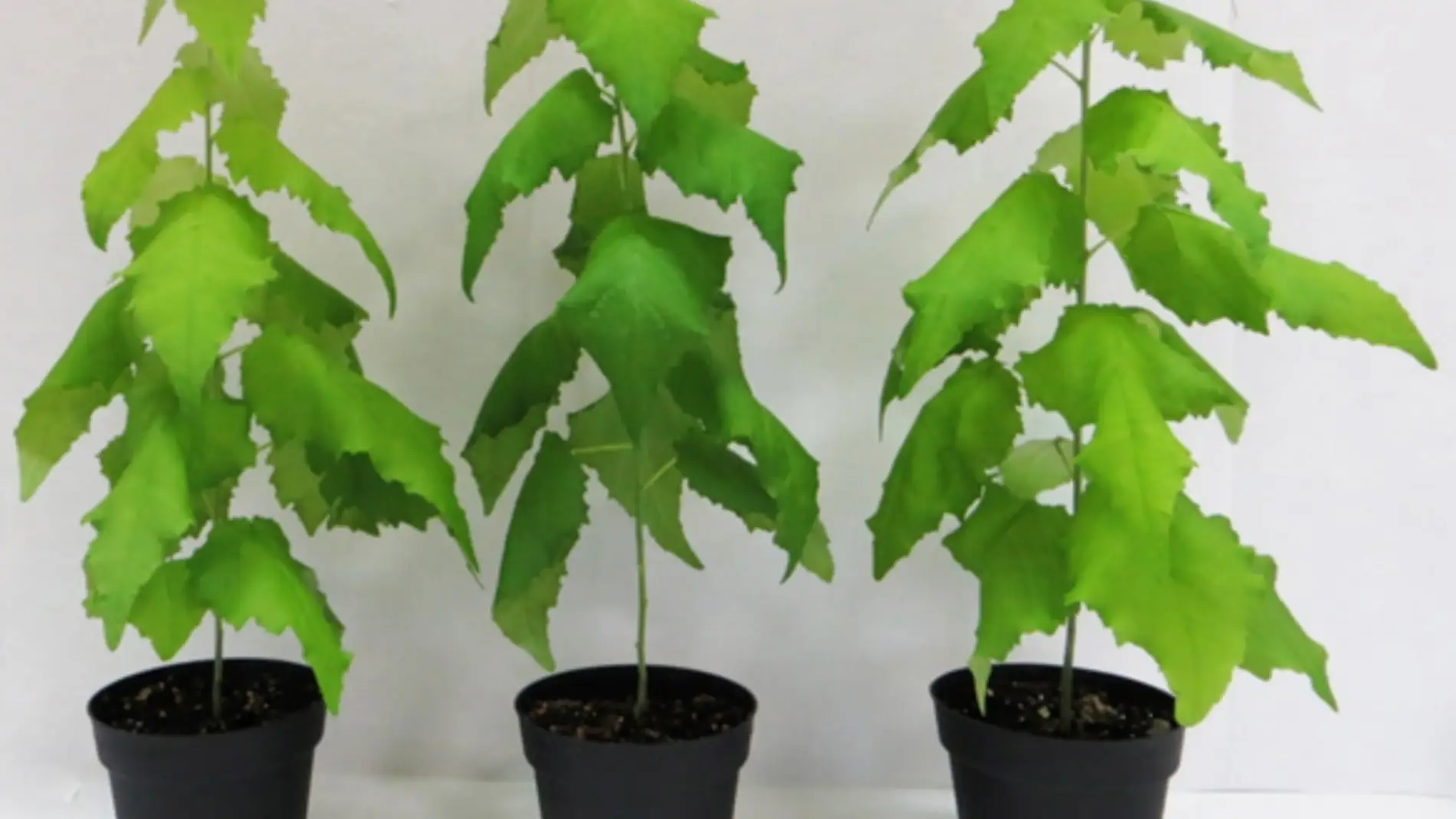 En la imagen se puede apreciar las diferencias de tamaño obtenidas en las plantas tratadas frente a la de control