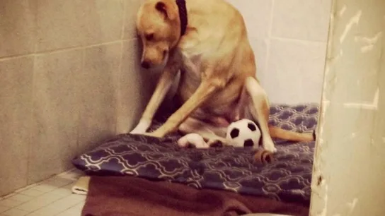 El perro más triste del mundo podría ser sacrificado TIENE HASTA EL 20 DE MAYO