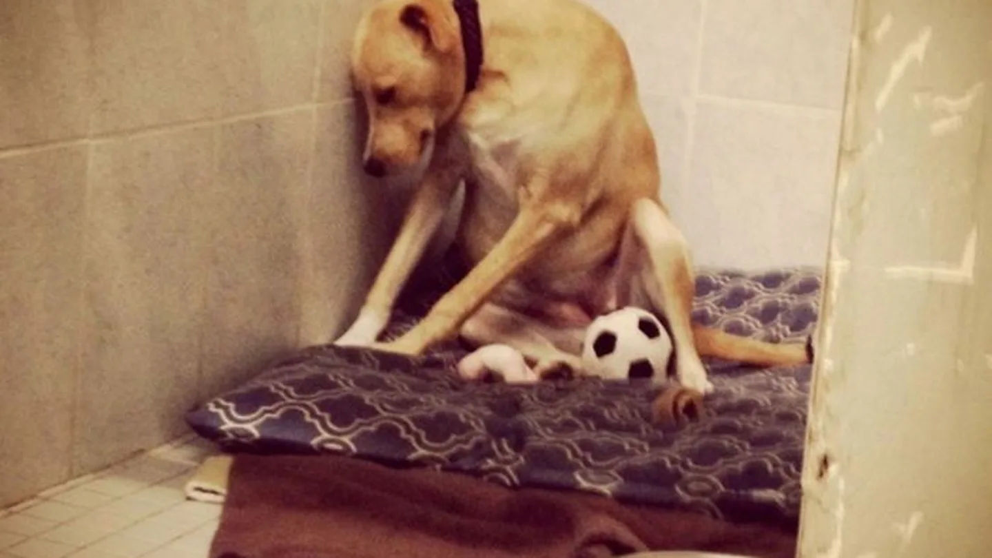 El perro más triste del mundo podría ser sacrificado TIENE HASTA EL 20 DE MAYO