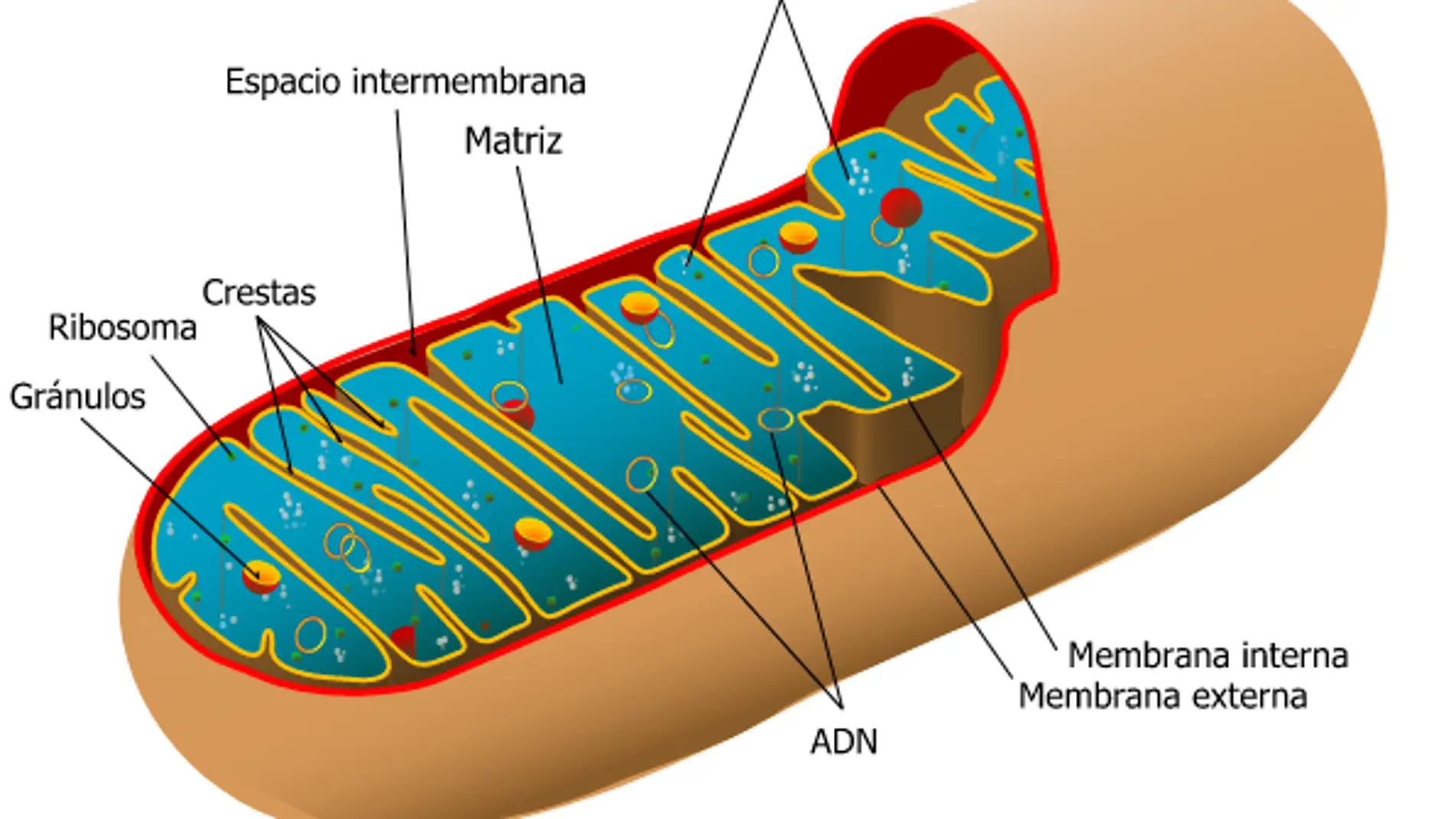 Las mitocondrias ensenan al intestino a defenderse de la inflamacion