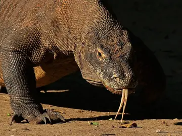 Dragón de Komodo (Varanus komodoensis), Parque nacional de Komodo, Indonesia Dragón de Komodo (Varanus komodoensis), Parque nacional de Komodo, Indonesia