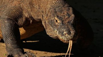 Dragón de Komodo (Varanus komodoensis), Parque nacional de Komodo, Indonesia