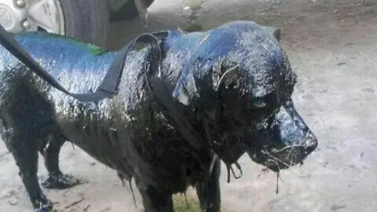 'Petróleo', tras ser rescatado 'Petróleo', tras ser rescatado