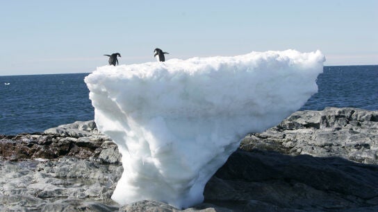 La vida vegetal de la Ant&aacute;rtida crece debido al cambio clim&aacute;tico