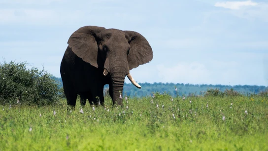 Un elefante en una imagen de archivo Un elefante