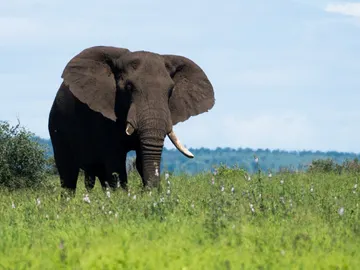 Un elefante en una imagen de archivo Un elefante en una imagen de archivo