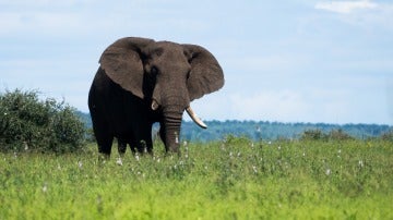 Un elefante en una imagen de archivo