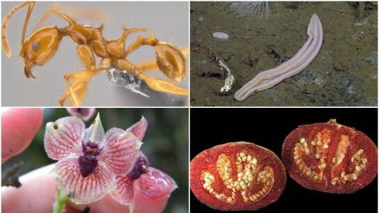 Top 10 de las nuevas especies animales y vegetales