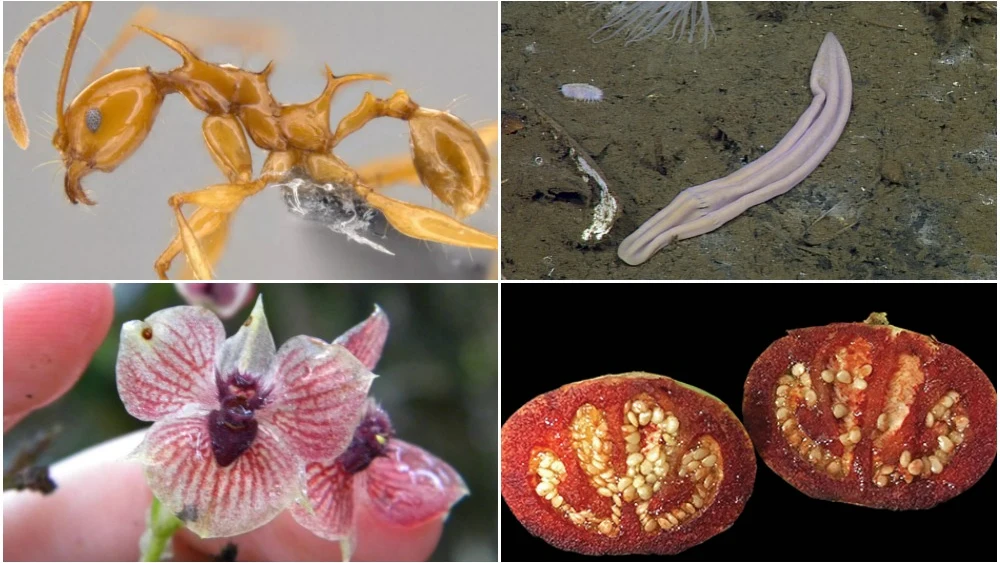 Top 10 de las nuevas especies animales y vegetales Top 10 de las nuevas especies animales y vegetales