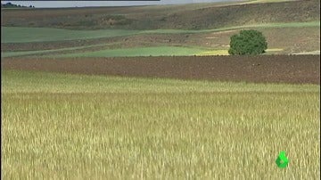 Frame 7.088814 de: La sequía sigue afectando a la agricultura: se ha perdido entre el 80% y el 100% de la cosecha del cereal 