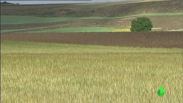 Frame 7.088814 de: La sequía sigue afectando a la agricultura: se ha perdido entre el 80% y el 100% de la cosecha del cereal 