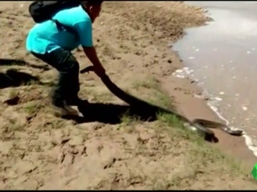 Rescatan a una anaconda de cuatro metros Rescatan a una anaconda de cuatro metros
