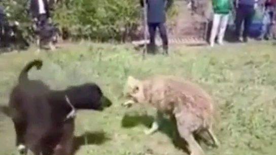 Momento en el que uno de los perros ataca al lobo atrapado Momento en el que uno de los perros ataca al lobo atrapado